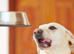 娱乐吃瓜酱狗吃鸡,狗吃鸡背后的娱乐风云