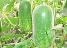 吃瓜高清图,高清图揭秘吃瓜瞬间