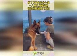 娱乐吃瓜酱送小狗视频在线观看,萌宠来袭，温馨瞬间引网友热议