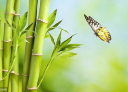 娱乐吃瓜酱竹子,娱乐吃瓜酱的幕后故事