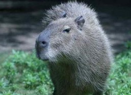 娱乐吃瓜酱水豚,揭秘水豚界的萌宠传奇