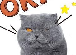 娱乐吃瓜君猫神,揭秘猫神背后的神秘故事